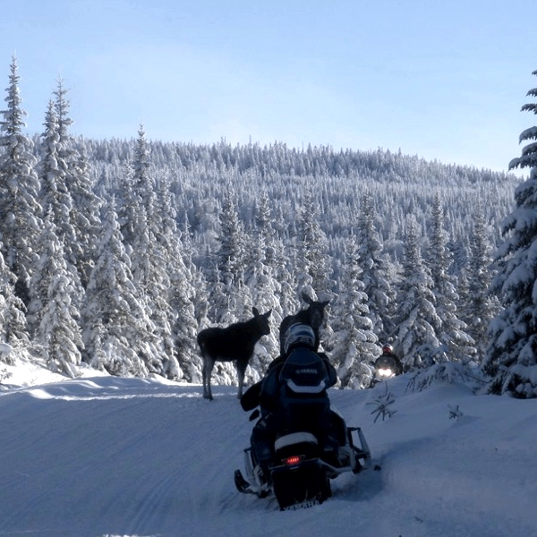 Snowmobiling at Tall Timber